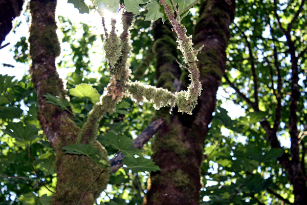 weird tree